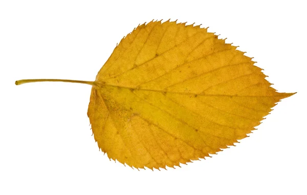 Yellow birch leaf — Stock Photo, Image