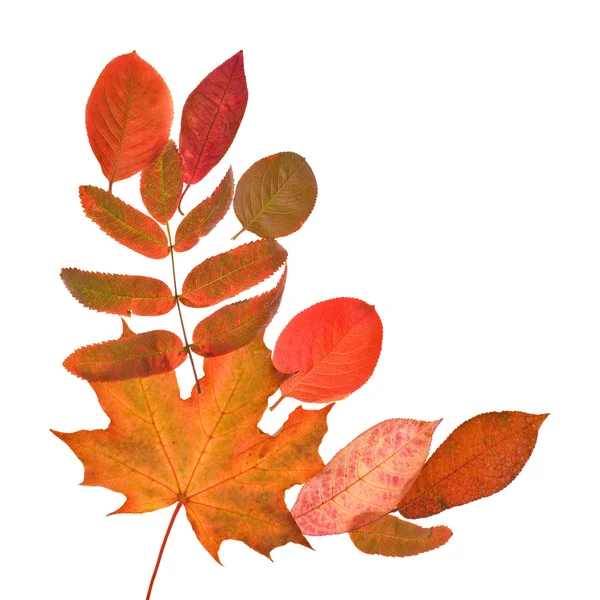 Red autumn leaves corner — Stock Photo, Image
