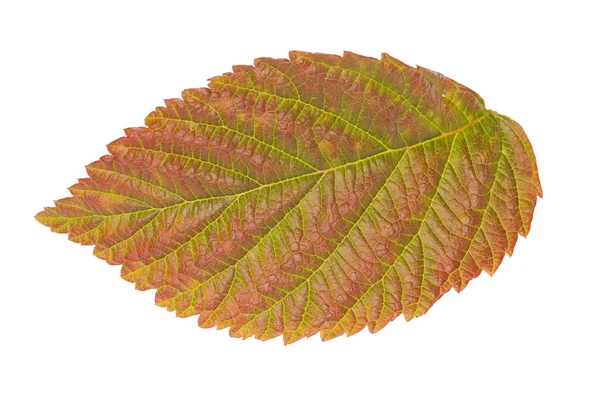 Raspberry leaf isolated — Stock Photo, Image