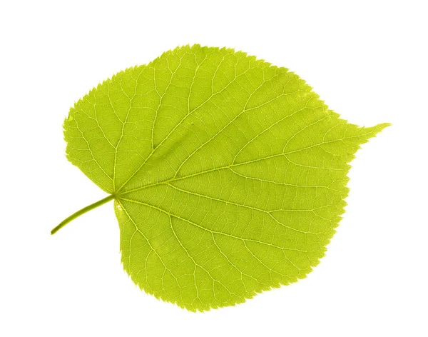 Folha de tília verde — Fotografia de Stock
