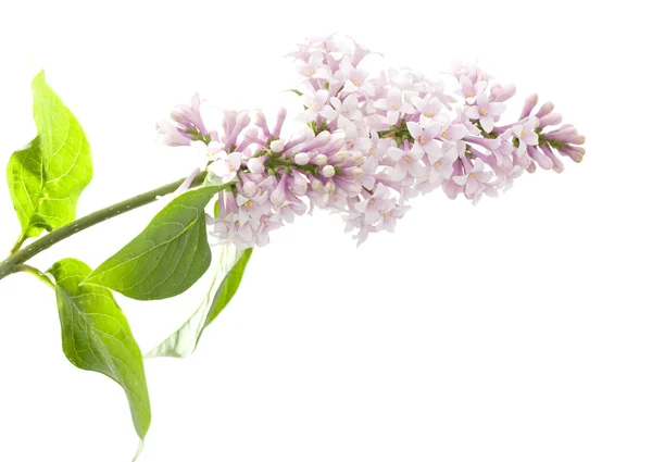 Светло-сиреневые цветы — стоковое фото