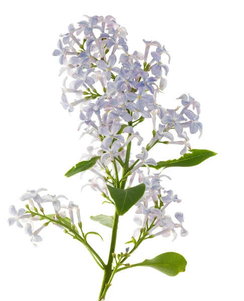 Blue lilac branch — Stock Photo, Image