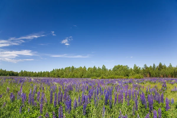Lupin veld in de buurt van bos — Stockfoto