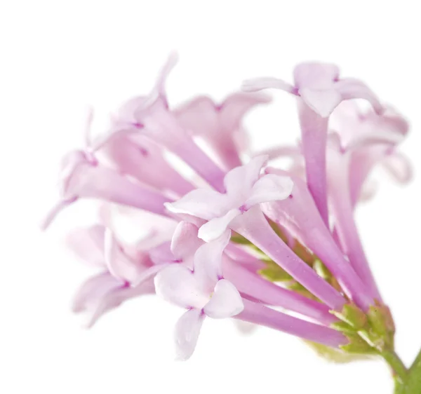 Букет светлых фиолетовых цветов — стоковое фото