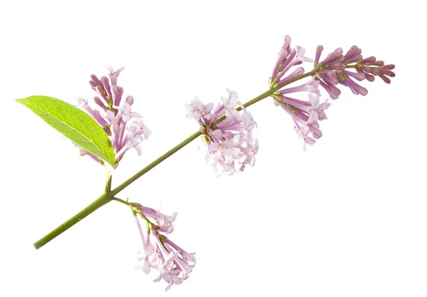 Na białym tle na biały fioletowy gałąź — Zdjęcie stockowe