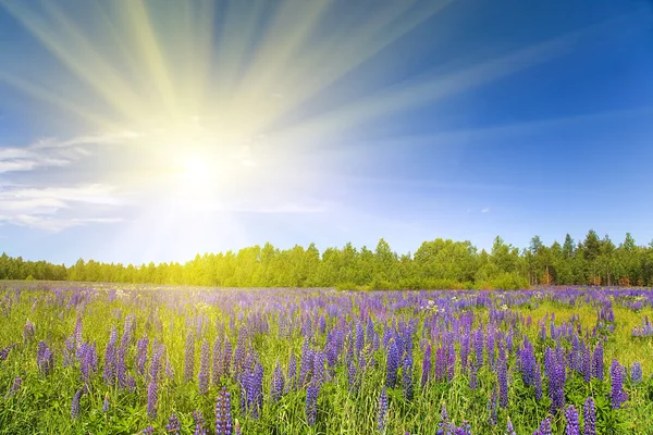 Люпен поле под солнцем — стоковое фото