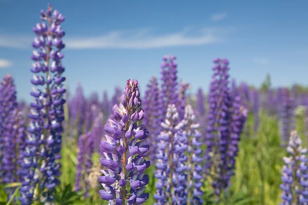 Lupine bloemen paarse kleur — Stockfoto