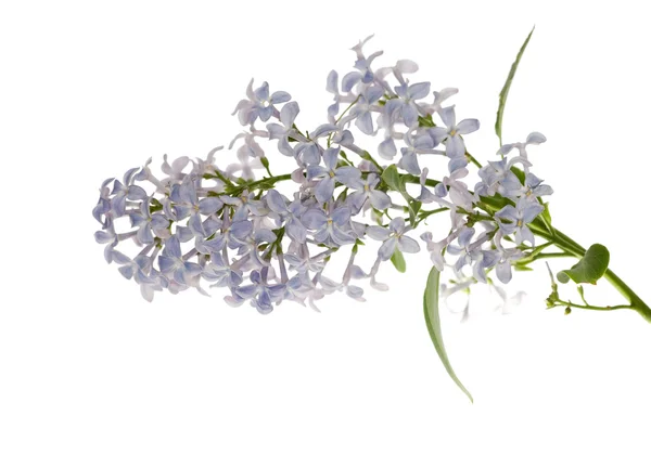 Lilás azul isolado — Fotografia de Stock