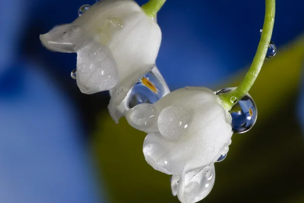 Two lily-of-the-valley macro — Stock Photo, Image