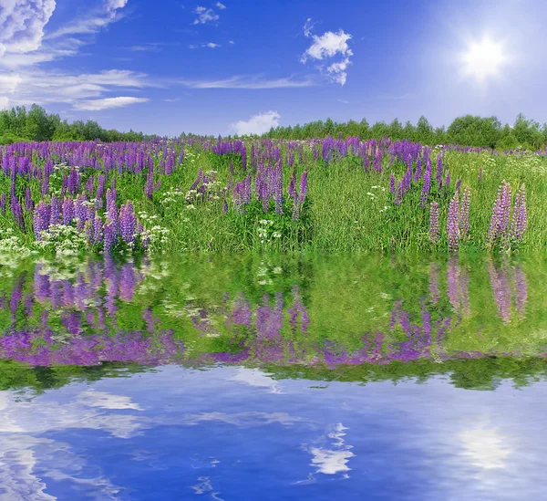 Lupine flores com reflexão — Fotografia de Stock