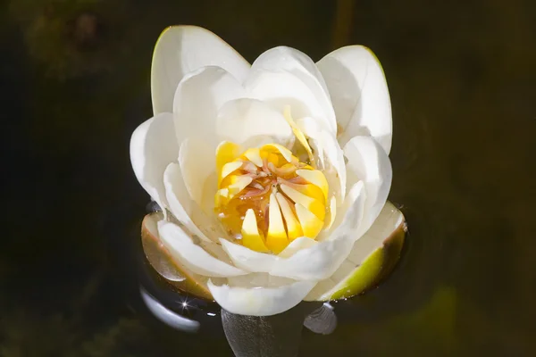 Белая лилия в пруду — стоковое фото