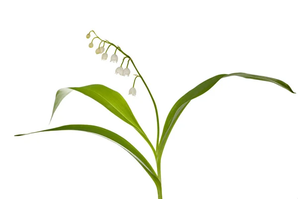 Ενιαίο λουλούδι κρίνος της κοιλάδας — Φωτογραφία Αρχείου