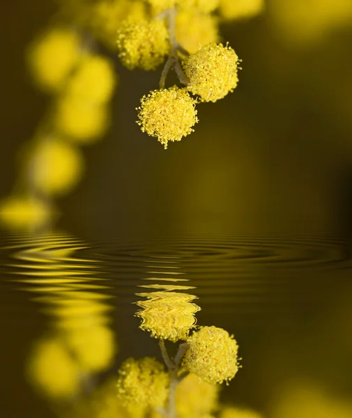 Mimosa flores com reflexão — Fotografia de Stock