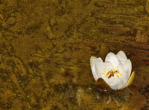 Гранж фон с белой лилией — стоковое фото