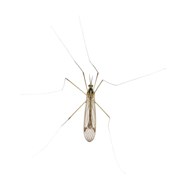 Mücke mit langen Beinen — Stockfoto