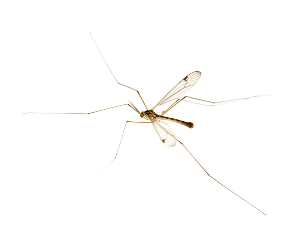 Mosquito with long legs — Stock Photo, Image