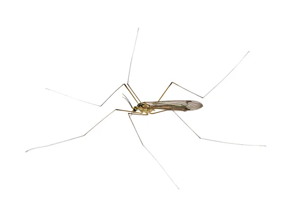 Isolated big mosquito — Stock Photo, Image