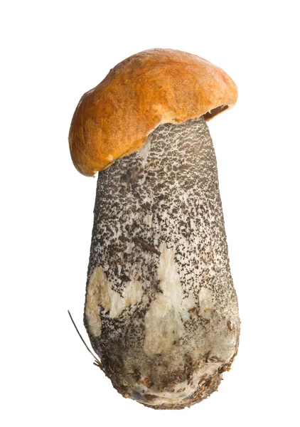 Petit champignon à chapeau orange — Photo