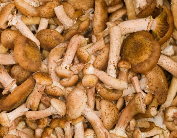 stock image Small brown fungus background