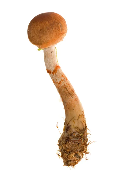 Isolated orange toadstool — Stock Photo, Image