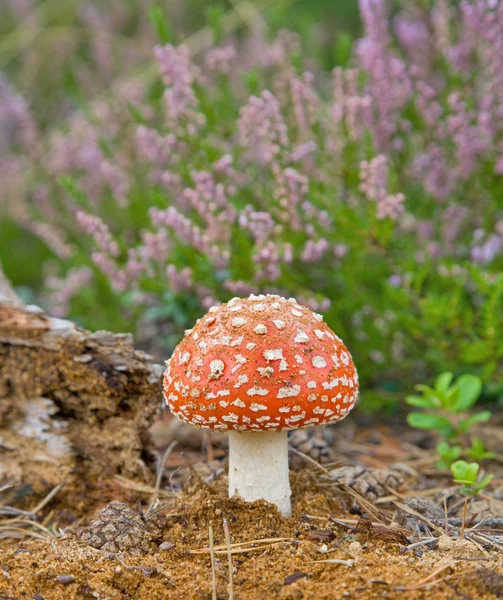 Red fly-agaric on fower background — Stock Photo, Image