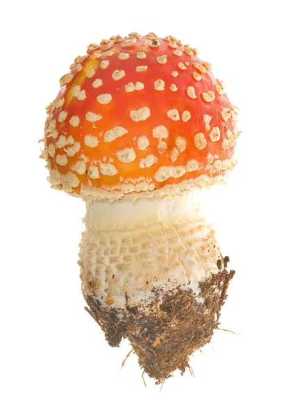 Pequeno cogumelo vermelho voador-agárico — Fotografia de Stock