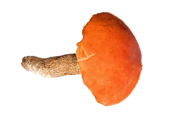 明亮的橙色章蘑菇 — 图库照片