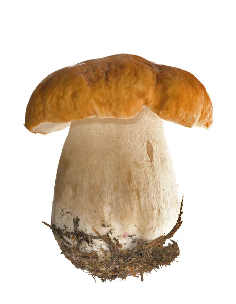 Isolated cep mushroom — Stock Photo, Image