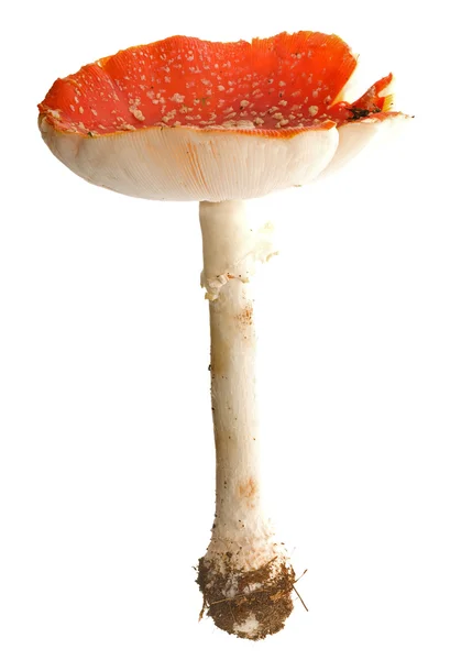 Big red single fly-agaric — Stock Photo, Image