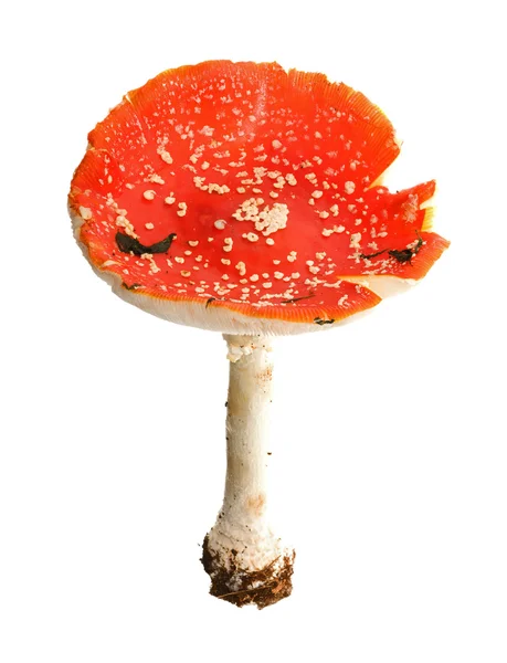 Великий червоний мухоморський гриб — стокове фото