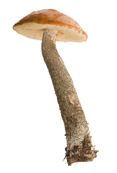 Medium size orange-cap mushroom — Stock Photo, Image