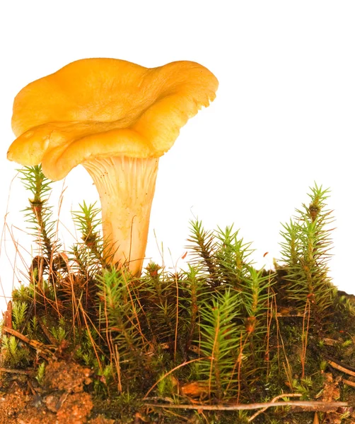 Chanterelle in moss on white — Stock Photo, Image