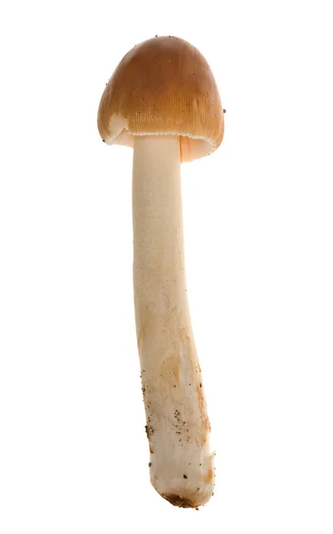 Thin brown toadstool — Stock Photo, Image