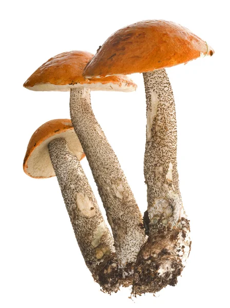 Trois champignons à casquette orange — Photo
