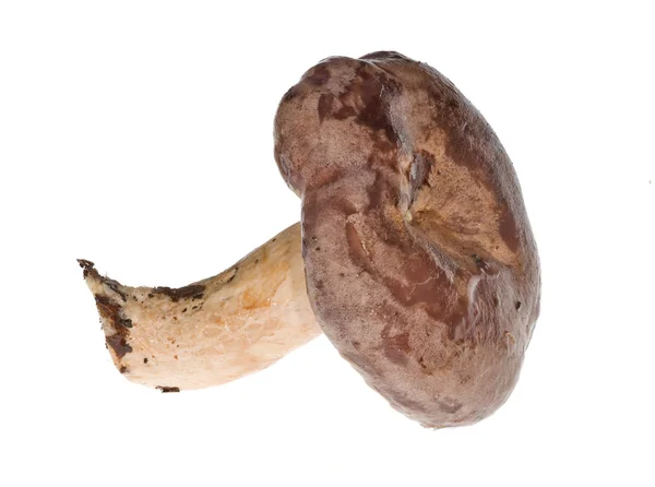 Dark agaric mushroom — Stock Photo, Image