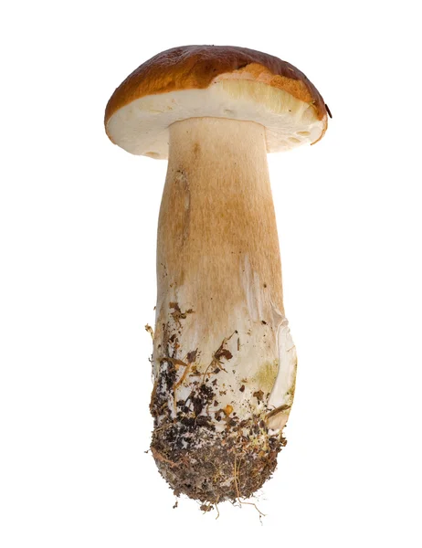孤立长临蘑菇 — 图库照片