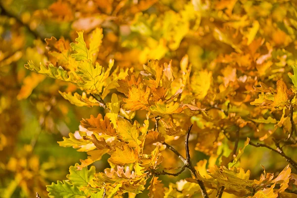 Złotej jesieni dębowych liści — Zdjęcie stockowe