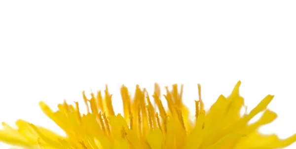 Yellow dandelion macro — Stock Photo, Image