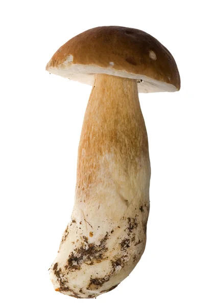 新鲜的单一 cep 蘑菇 — 图库照片
