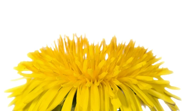 Bright dandelion macro — Stock Photo, Image