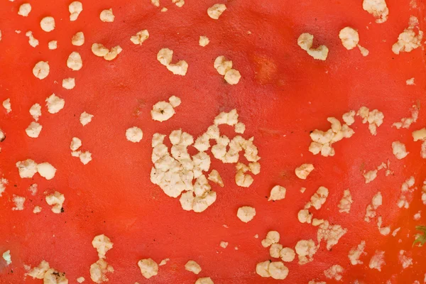 Kırmızı fly-agaric doku — Stok fotoğraf
