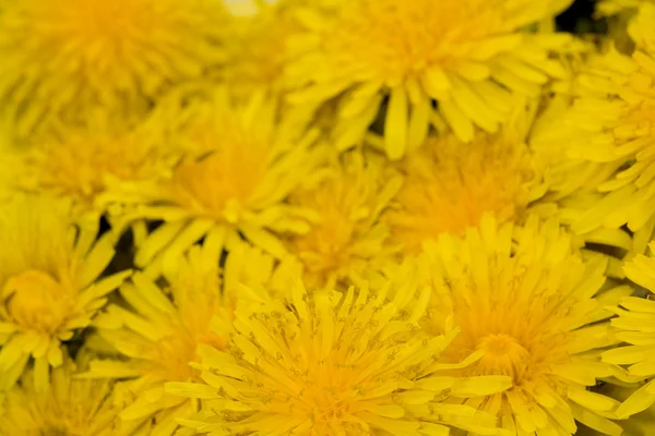 Yellow dandelion background — Stock Photo, Image