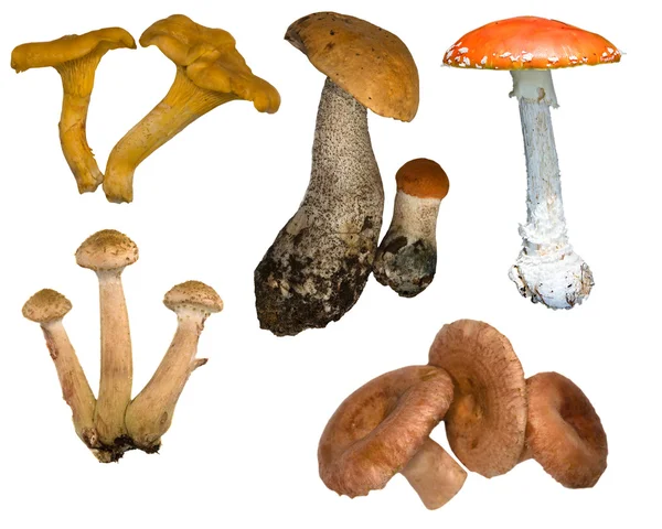 Coleção de cogumelos — Fotografia de Stock