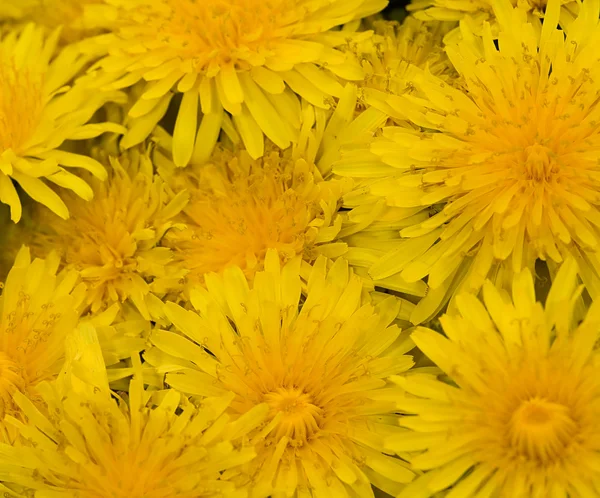 Background wih yellow dandelions — Stock Photo, Image