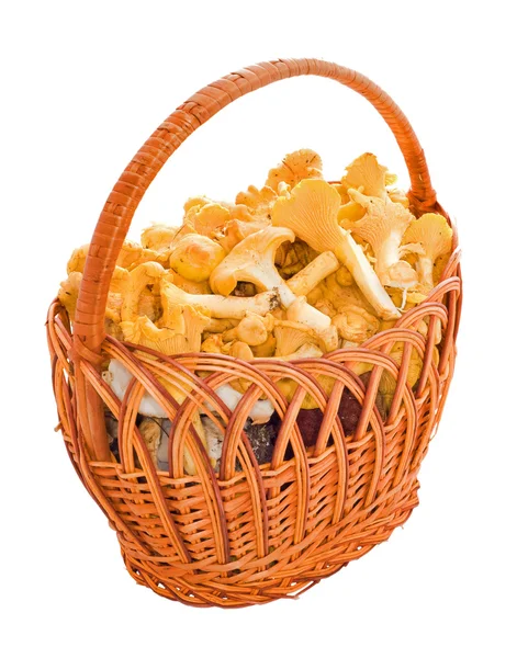Basket with chanterelles — Stock Photo, Image