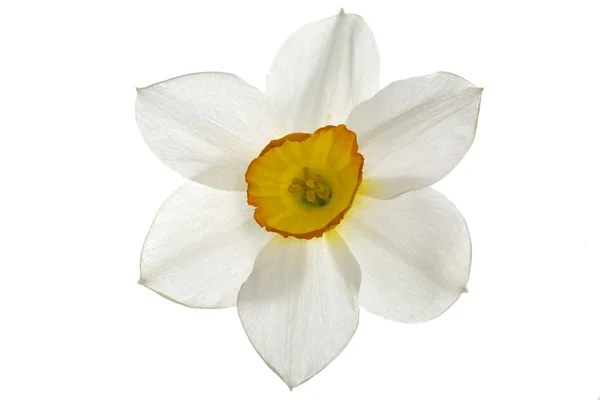 stock image White narcissus