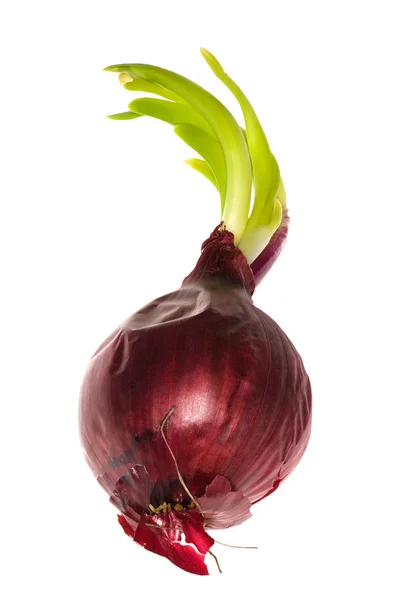 Κόκκινο κρεμμύδι με πράσινο βλαστάρι — Φωτογραφία Αρχείου