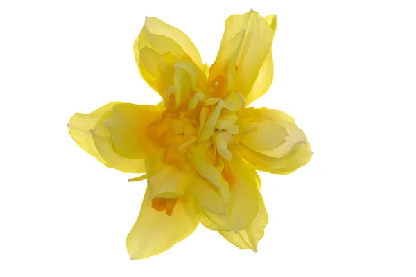 Yellow double narcissus — Stock Photo, Image