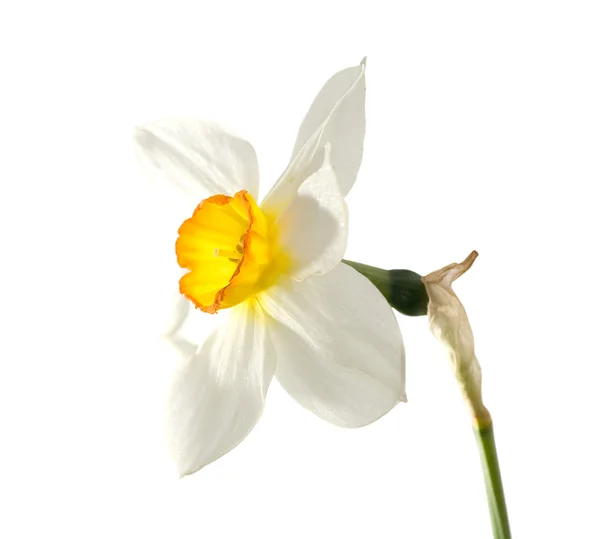 stock image Isolated narcissus