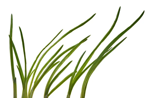 Зеленый лук на белом — стоковое фото